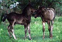 cdnfoals.jpg (17492 bytes)